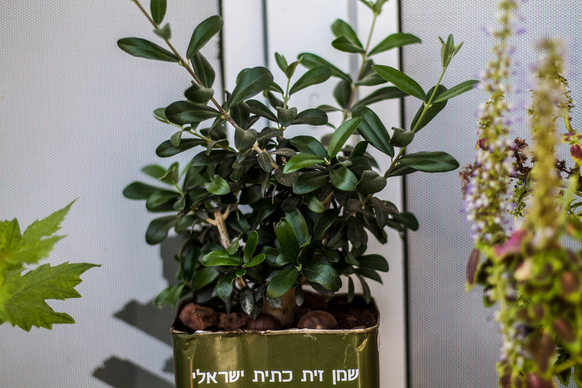 TEL AVIV_0080__MG_3577.jpg