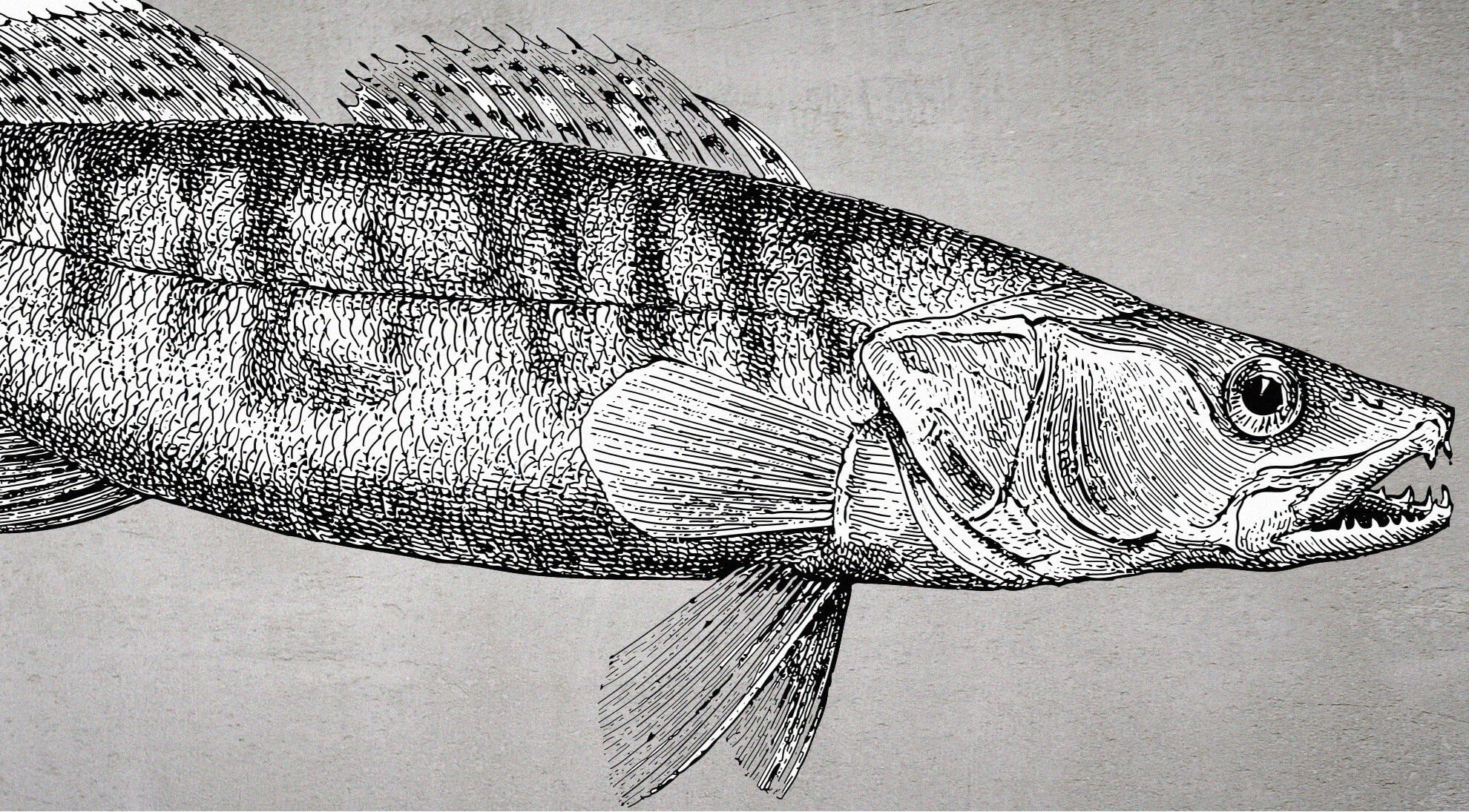 Albi_Design_0002_FISH 154X180cm-01.jpg